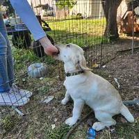 Green collar, a female Golden Retriever and Labrador Retriever for sale in Nickerson, KS – Photo 1 of 2