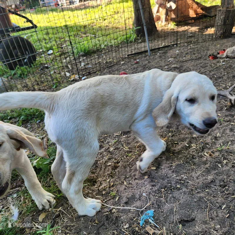 Grey collar – Golden Retriever, Labrador Retriever puppy for sale in Nickerson, KS