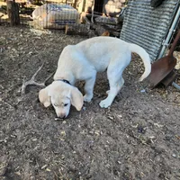 Grey collar, a male Golden Retriever and Labrador Retriever for sale in Nickerson, KS – Photo 2 of 2