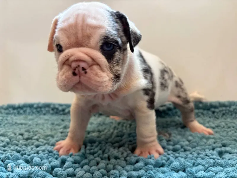katro – English Bulldog puppy for sale in New York City, NY