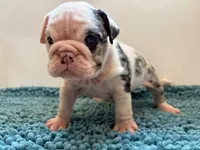 katro, a female English Bulldog for sale in New York City, NY – 1 of 1