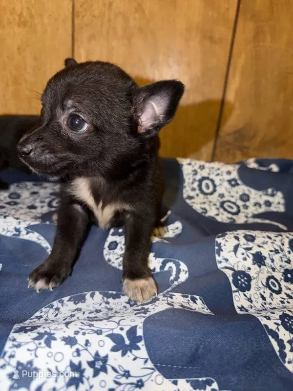 kabro – Chihuahua puppy for sale in Seattle, WA