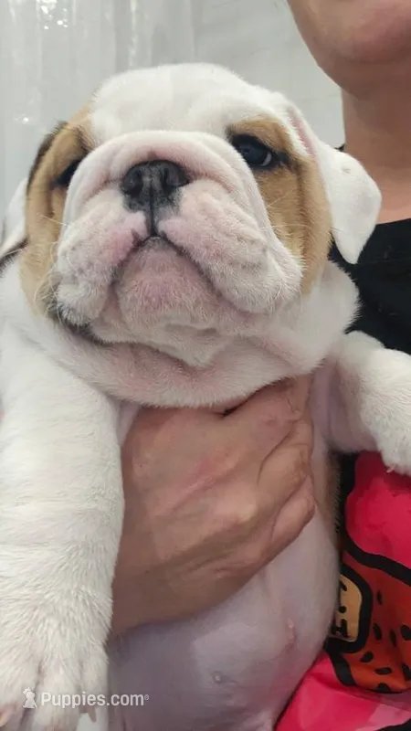 Cano – English Bulldog puppy for sale in New York City, NY