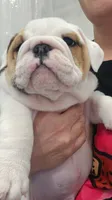 Cano, a female English Bulldog for sale in New York City, NY – 1 of 1