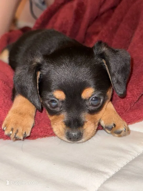 kabro – Chihuahua puppy for sale in Seattle, WA