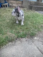 Pierre, a male French Bulldog for sale in Muncie, IN – Photo 7 of 10