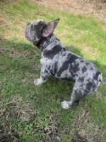 Pierre, a male French Bulldog for sale in Muncie, IN – Photo 3 of 10