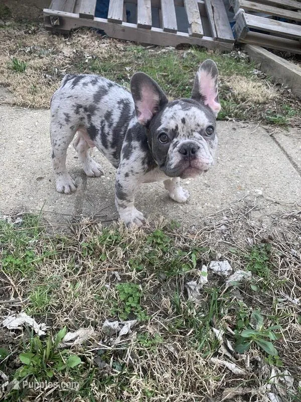 Pierre – French Bulldog puppy for sale in Muncie, IN