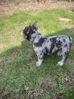 Pierre, a male French Bulldog for sale in Muncie, IN – Photo 4 of 10