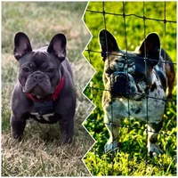 Pierre, a male French Bulldog for sale in Muncie, IN – Photo 8 of 10