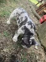 Pierre, a male French Bulldog for sale in Muncie, IN – Photo 5 of 10