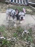 Pierre, a male French Bulldog for sale in Muncie, IN – Photo 10 of 10