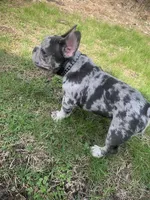 Pierre, a male French Bulldog for sale in Muncie, IN – Photo 2 of 10