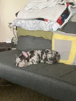 Pierre, a male French Bulldog for sale in Muncie, IN – Photo 9 of 10