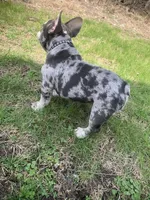 Pierre, a male French Bulldog for sale in Muncie, IN – Photo 6 of 10