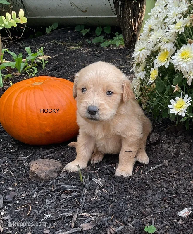 Rocky – Golden Retriever puppy for sale in Savannah, NY