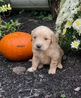 Rocky, a male Golden Retriever for sale in Savannah, NY – 1 of 1