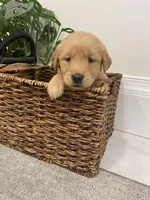 Shiela , a female Golden Retriever for sale in Savannah, NY – Photo 2 of 2