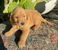 Sarah, a female Golden Retriever for sale in Savannah, NY – 1 of 1