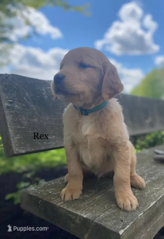 Rex – Golden Retriever puppy for sale in Savannah, NY