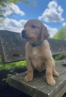 Rex, a male Golden Retriever for sale in Savannah, NY – 1 of 1