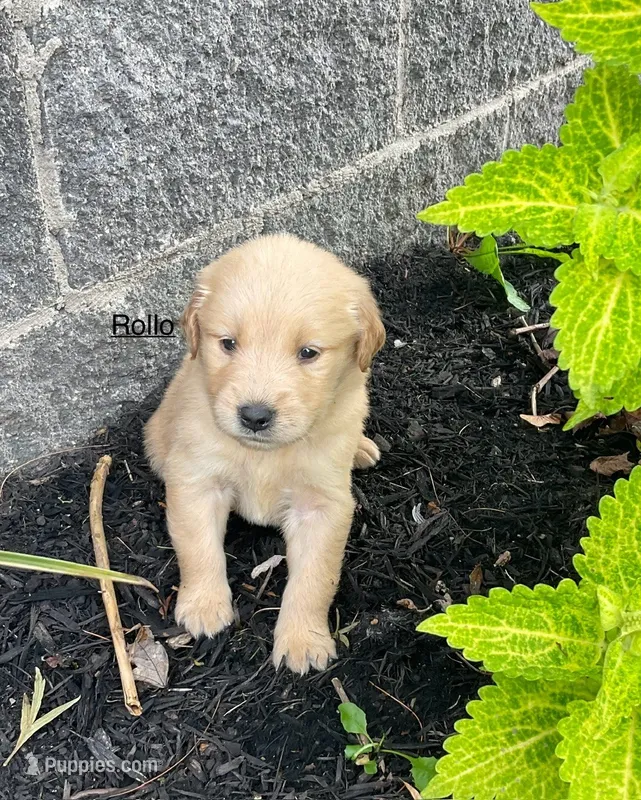 Rollo – Golden Retriever puppy for sale in Savannah, NY