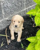 Rollo, a male Golden Retriever for sale in Savannah, NY – 1 of 1