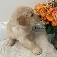 Sheba, a female Golden Retriever for sale in Savannah, NY – Photo 2 of 2