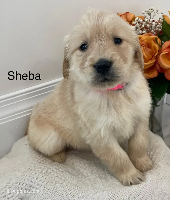 Sheba
