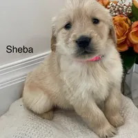 Sheba, a female Golden Retriever for sale in Savannah, NY – Photo 1 of 2