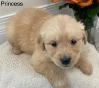 Princess, a female Golden Retriever for sale in Savannah, NY – Photo 1 of 2