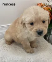 Princess, a female Golden Retriever for sale in Savannah, NY – Photo 2 of 2