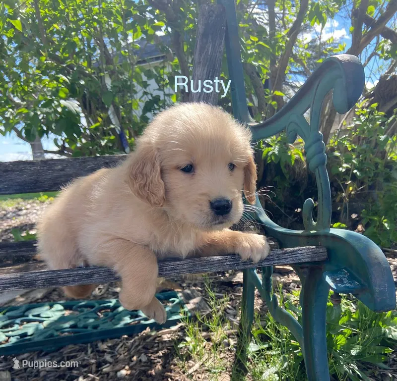 Rusty, a male Golden Retriever for sale in Savannah, NY – 1 of 1