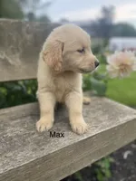 Max, a male Golden Retriever for sale in Savannah, NY – 2 of 2