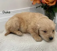 Duke, a male Golden Retriever for sale in Savannah, NY – Photo 2 of 2