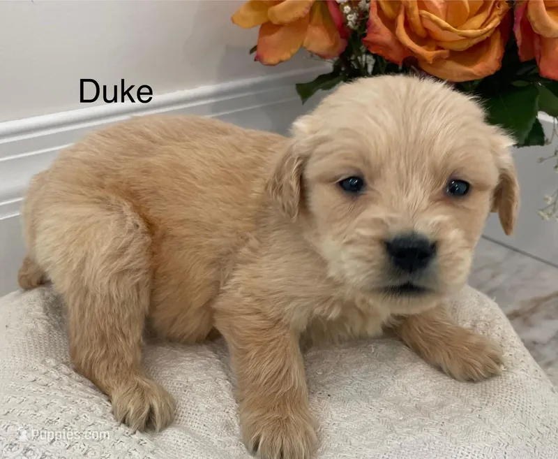 Duke