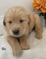 Bo, a male Golden Retriever for sale in Savannah, NY – Photo 1 of 2