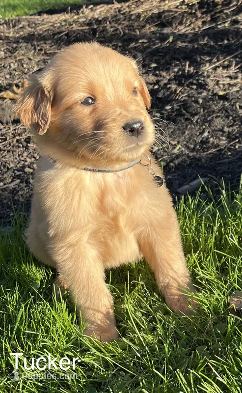 Tucker – Golden Retriever puppy for sale in Savannah, NY