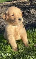 Tucker, a male Golden Retriever for sale in Savannah, NY – 1 of 3