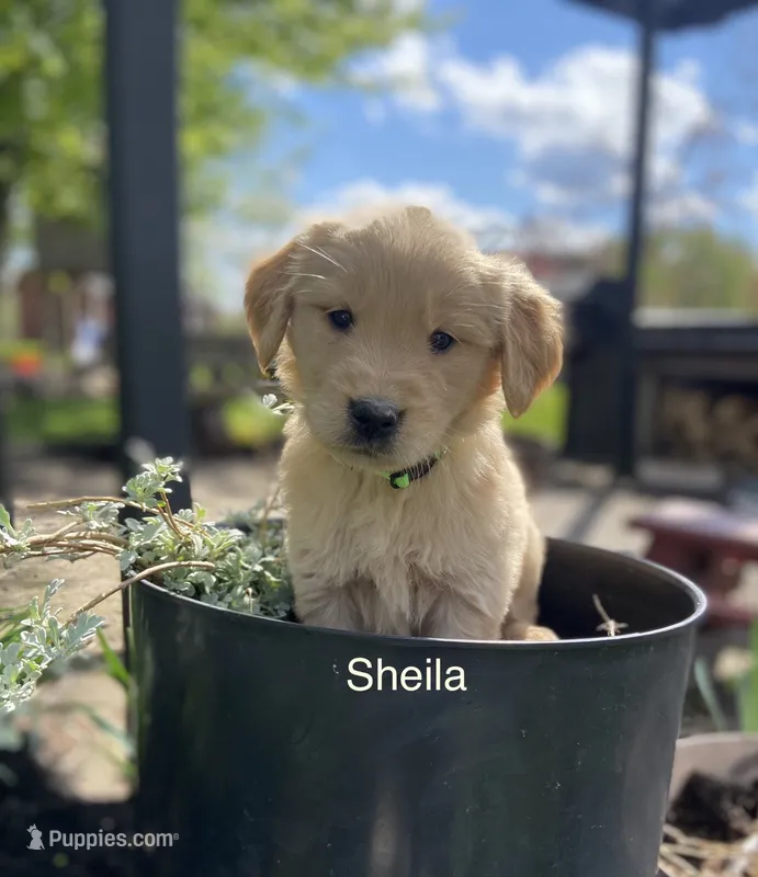 Shiela – Golden Retriever puppy for sale in Savannah, NY