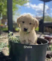 Shiela, a female Golden Retriever for sale in Savannah, NY – 1 of 1