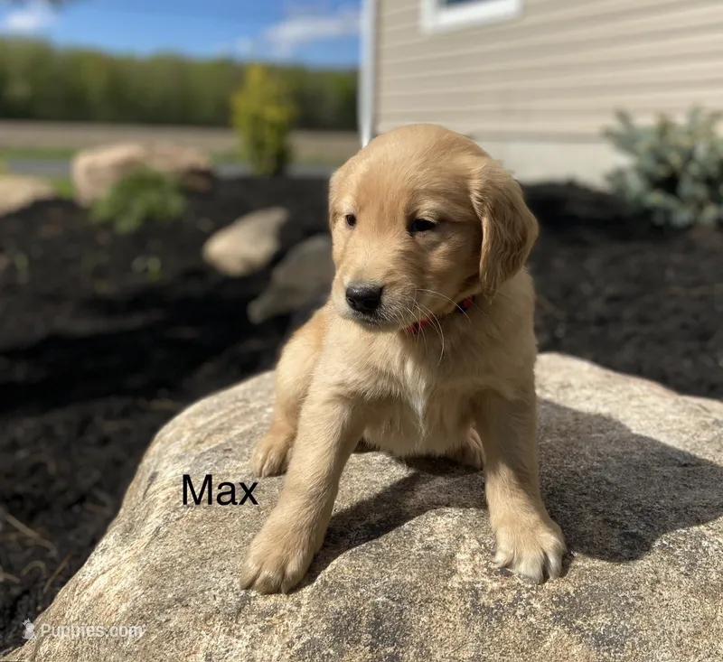 Max – Golden Retriever puppy for sale in Savannah, NY