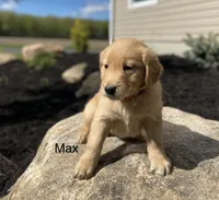 Max, a male Golden Retriever for sale in Savannah, NY – 1 of 1