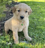 Sally, a female Golden Retriever for sale in Savannah, NY – 1 of 1