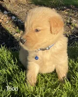 Todd, a male Golden Retriever for sale in Savannah, NY – 3 of 3
