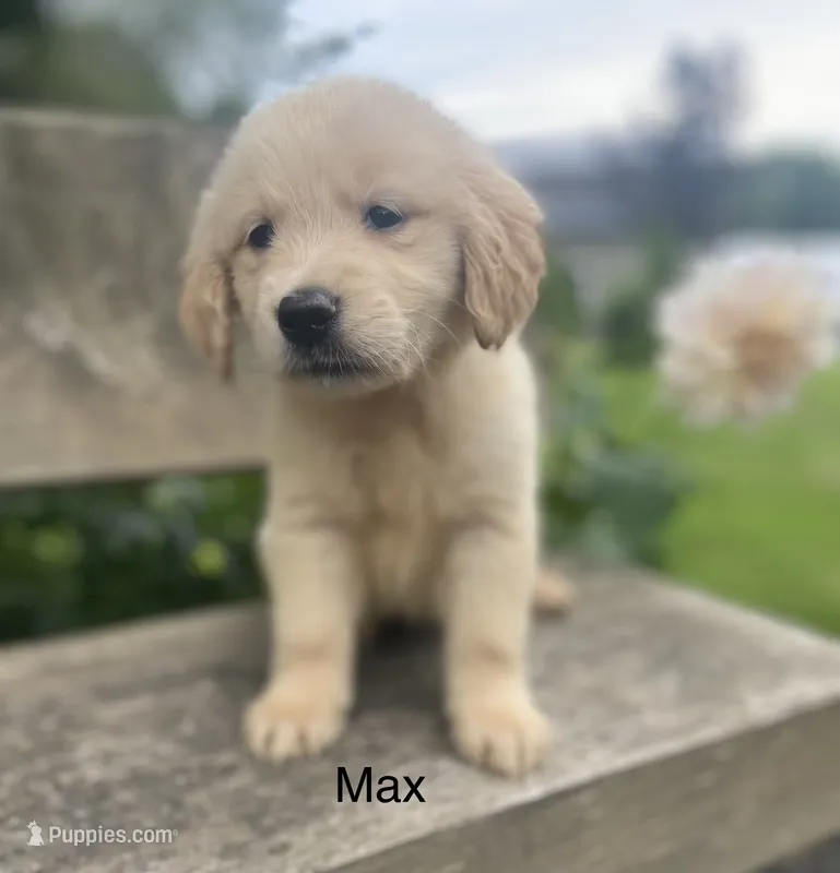 Max – Golden Retriever puppy for sale in Savannah, NY
