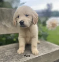 Max, a male Golden Retriever for sale in Savannah, NY – 1 of 2