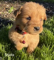 Shiela, a female Golden Retriever for sale in Savannah, NY – 2 of 2