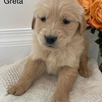 Greta, a female Golden Retriever for sale in Savannah, NY – Photo 2 of 2