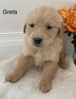 Greta, a female Golden Retriever for sale in Savannah, NY – Photo 2 of 2